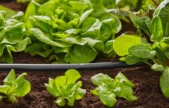 Irrigation Tool Store -Irrigation Tool Store 13mm irrigation pipe and fittings gardena 15m connecting pipe 13mm 1346 35425048199334