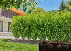 Gardena Drip Line 25m Starter Set (Hedge/Bush) - 13500 -Irrigation Tool Store drip line irrigation kits gardena drip line 25m starter set hedge bush 13500 36160971964582