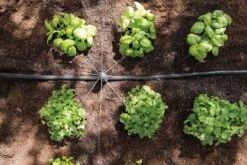 Hozelock Easy Drip Universal Watering Kit - 7023 -Irrigation Tool Store hozelock easy drip irrigation hozelock easy drip universal watering kit 7023 15819654405